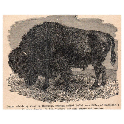 Bison Ox 1909 Swedish Engraving Print AF5-13