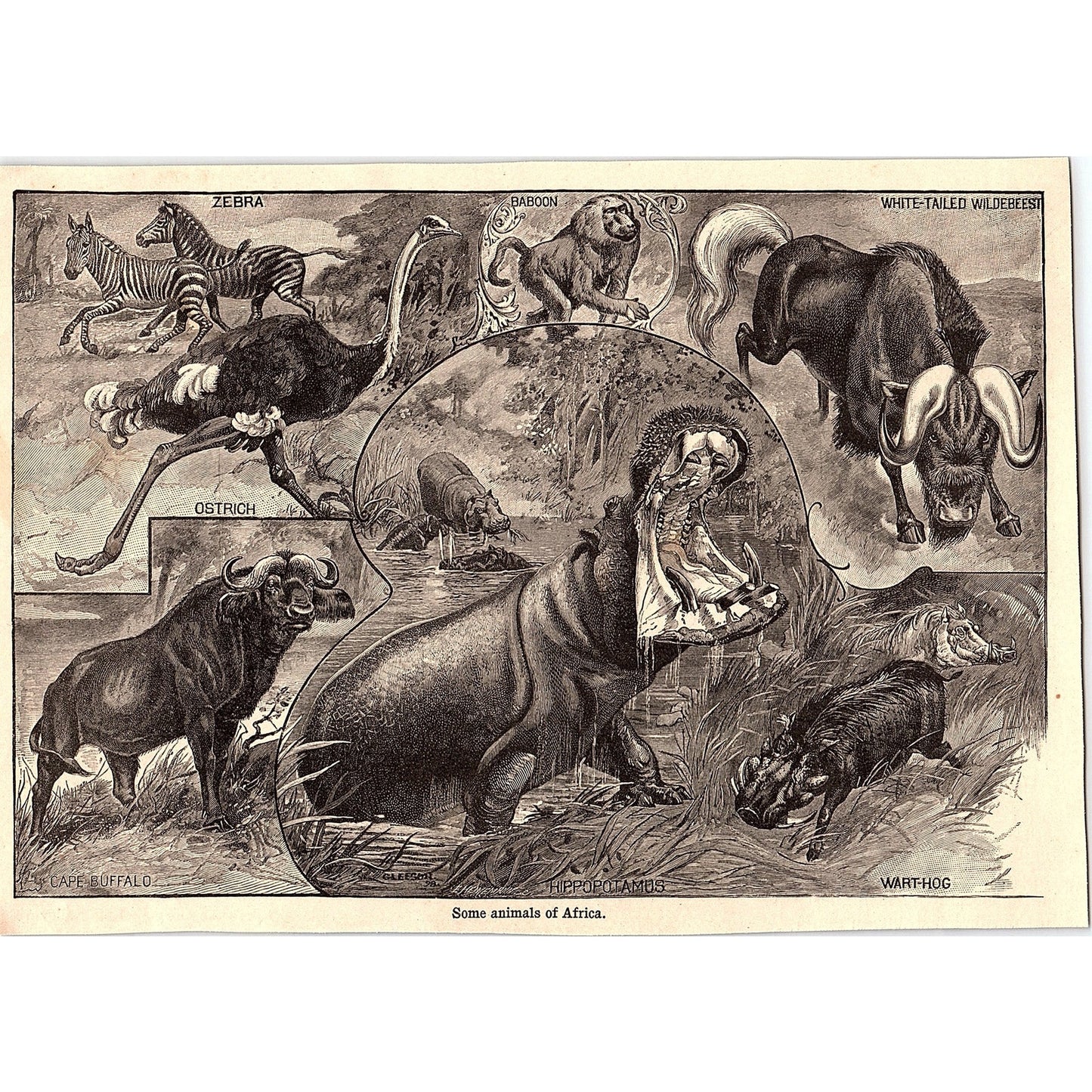 Africa Animals Zebra Baboon Ostrich Hippo 6x8" 1901 Engraving AF6-16