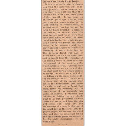 Leaves Manufacture Plant Food Article 1922 Magazine Ad AF2-A5