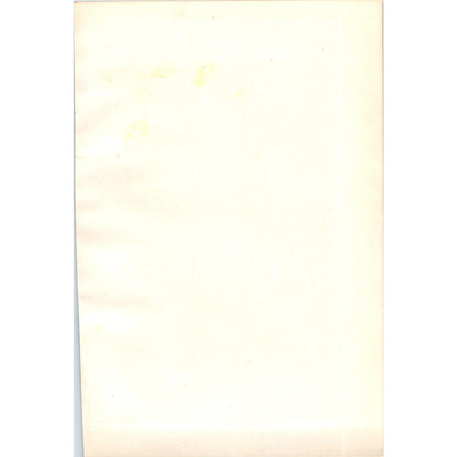 Barn Owl Bird 1903 Original Color Engraving Plate Print AD8-B8