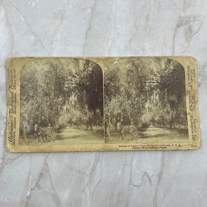 1898 Avenue of Pepper Trees Riverside California Stereoview Card TF5-L3