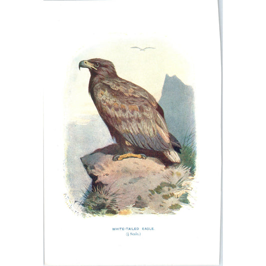 White-Tailed Eagle Bird 1903 Original Color Engraving Plate Print AD8-B7