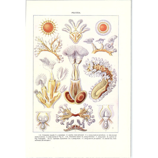 Antique Polyzoa Scientific Illustration Art Print 6x10 V4