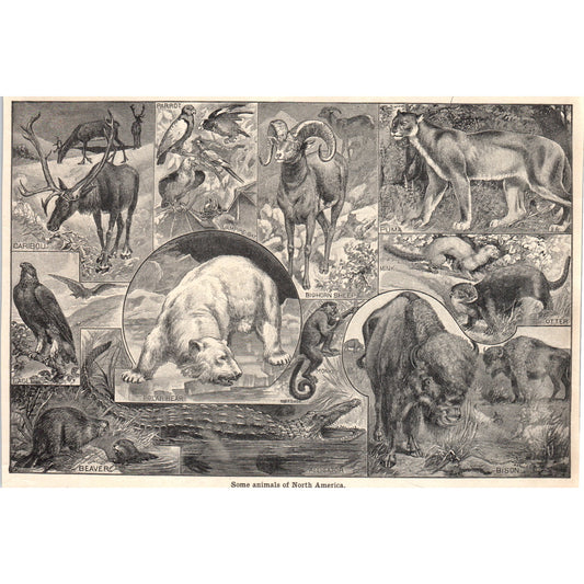 Animals of North America Eagle Puma Monkey Bison Beaver 1901 Engraving AF2-A6