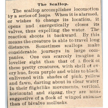 Facts about Scallops Milwaukee 1898 Newspaper Clip AF7-SS9