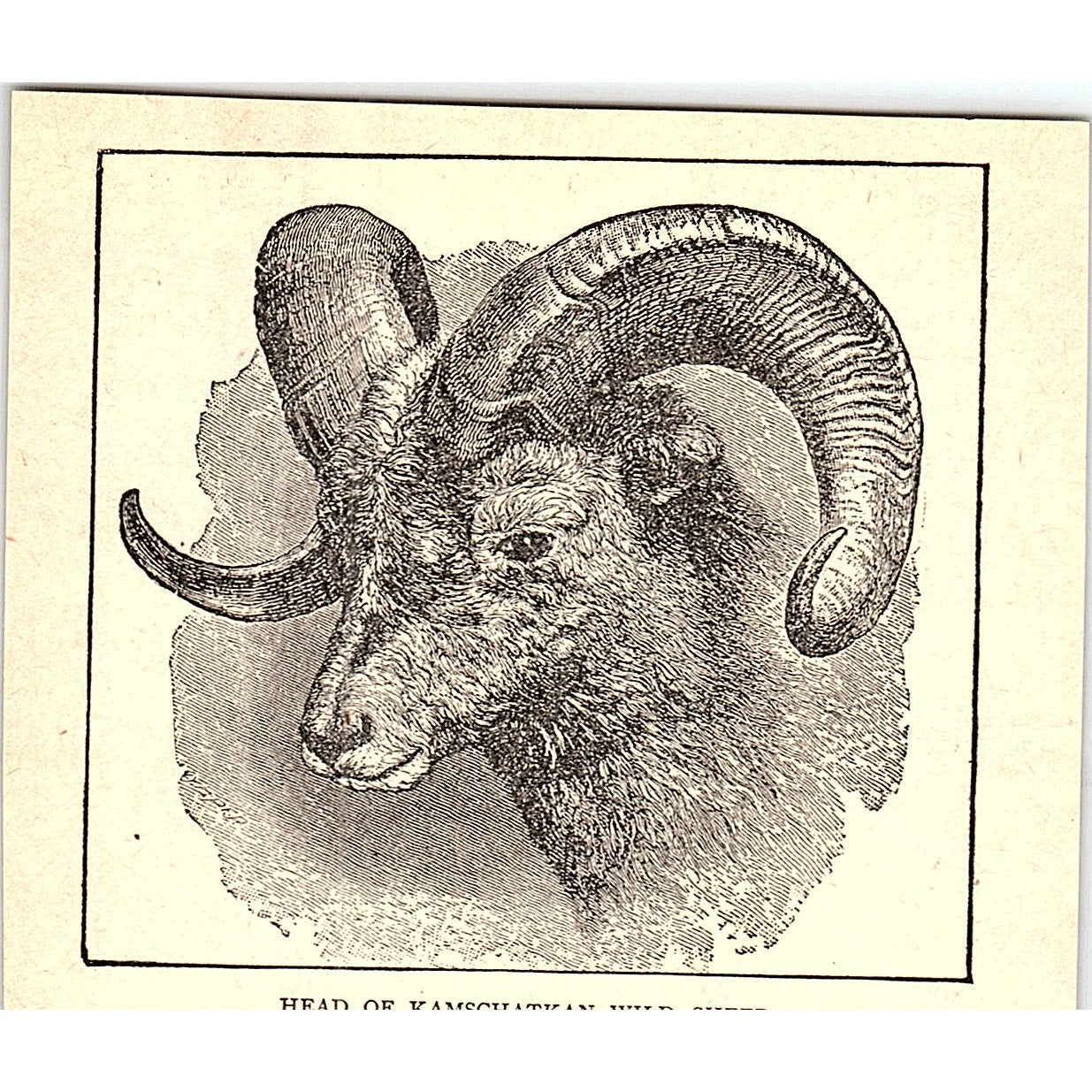 Head of the Kamchatkan Wild Sheep 1902 Engraving Plate AF4-H1