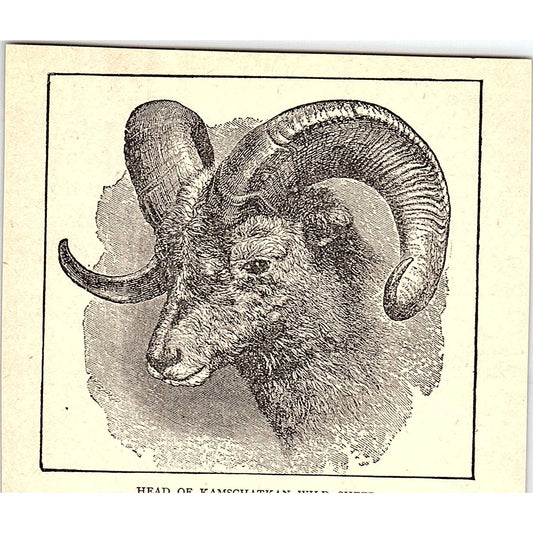 Head of the Kamchatkan Wild Sheep 1902 Engraving Plate AF4-H1