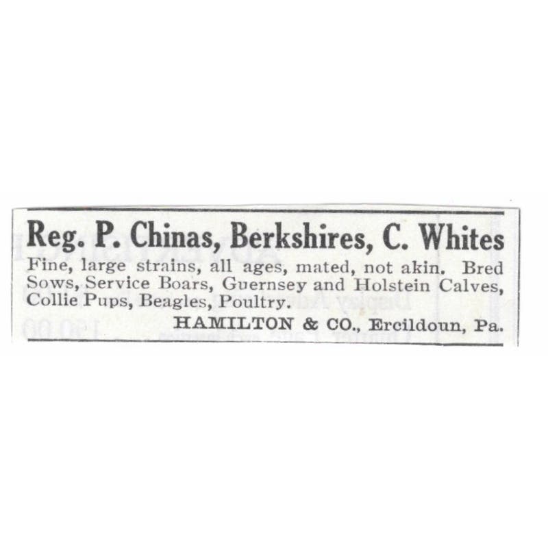 Reg P. Chinas Berkshires C. Whites Hamilton & Co Ercildoun PA 1913 Ad AE7-N8