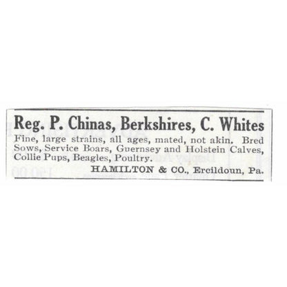 Reg P. Chinas Berkshires C. Whites Hamilton & Co Ercildoun PA 1913 Ad AE7-N8