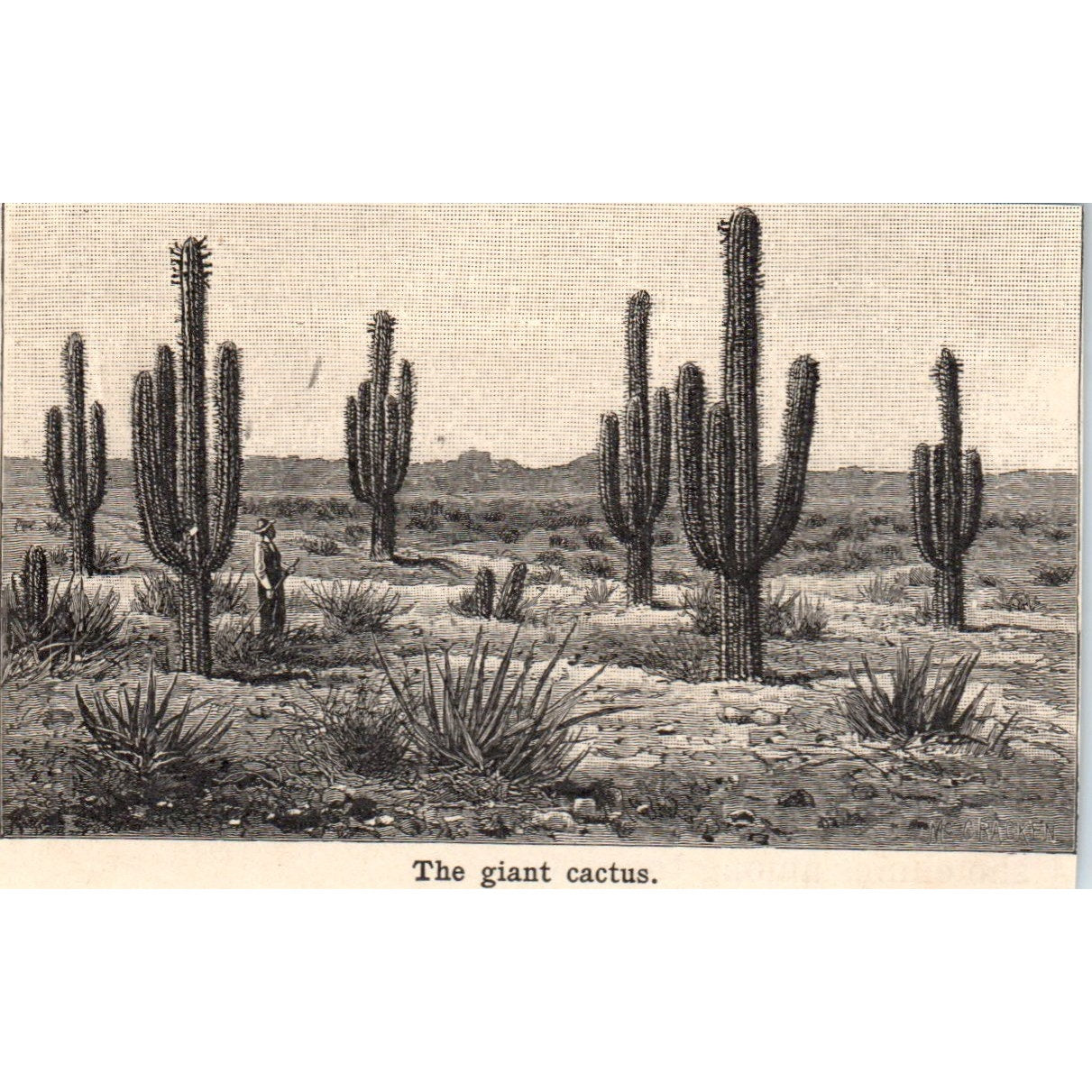 The Giant Cactus 1901 Engraving AF2-P2