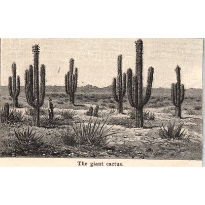 The Giant Cactus 1901 Engraving AF2-P2