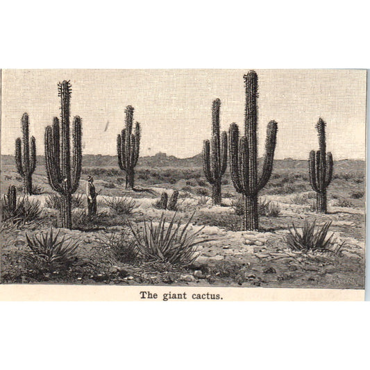 The Giant Cactus 1901 Engraving AF2-P2