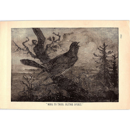 Hail to Thee Blithe Spirit Bird Crowing 1884 Engraving TA5-CJ-1