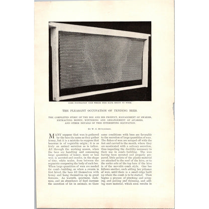 The Pleasant Occupation of Tending Bees W.Z Hutchinson 4 Page 1985 Article AH6-7