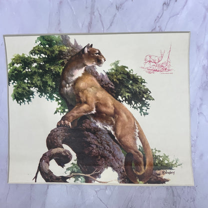 Mountain Lion - Fred Sweney 10x12.5" Art Print FL1