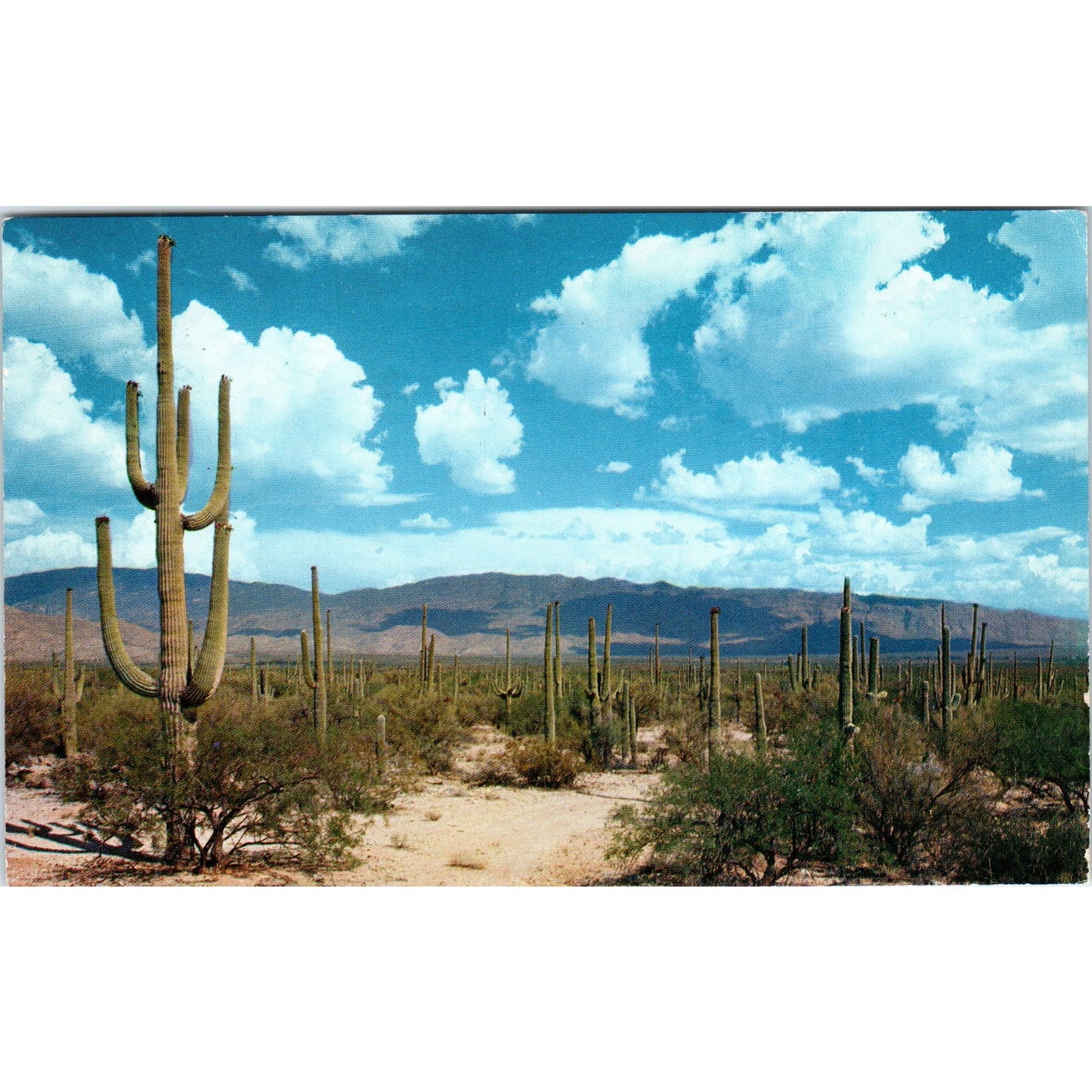 1961 Roadway Through The Saguaros Southern Arizona Vintage Postcard PE2