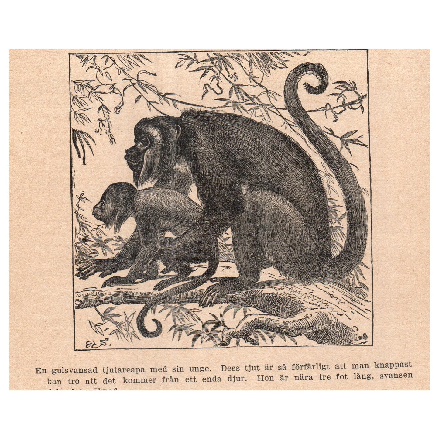 A yellow-tailed howler monkey 1909 Swedish Engraving Print AF5-16