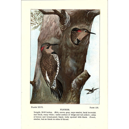 Flicker Bird 1901 Original Color Engraving Plate AF3-11