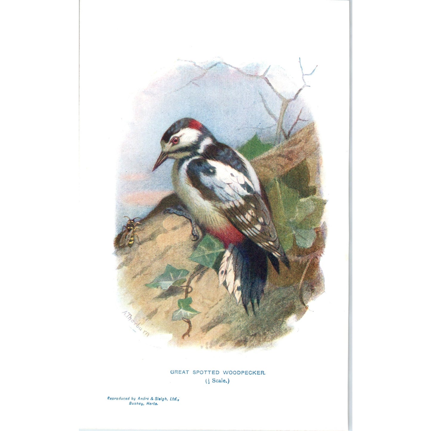 Great Spotted Woodpecker Bird 1903 Original Color Engraving Plate Print AD8-B4
