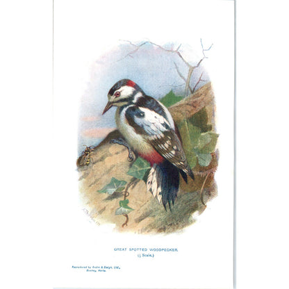 Great Spotted Woodpecker Bird 1903 Original Color Engraving Plate Print AD8-B4