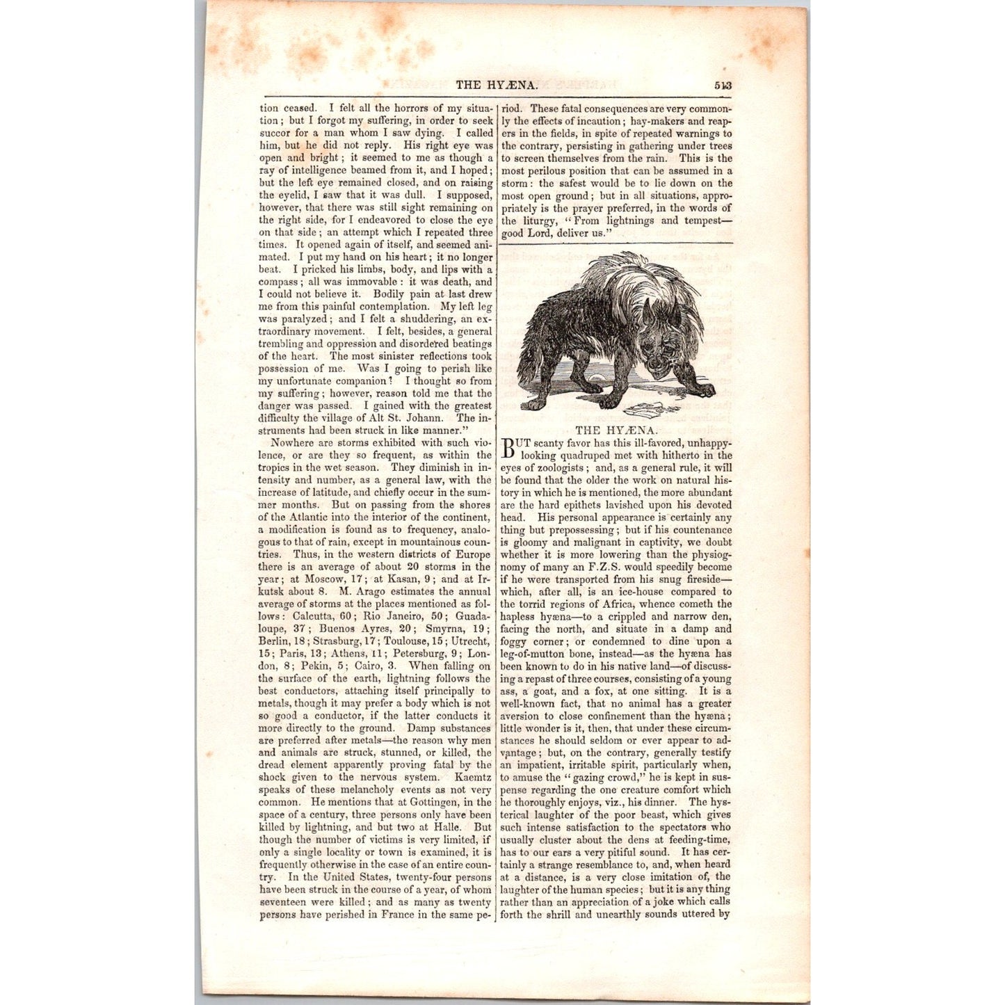 The Hyena Hyæna - 2 Pages 1854 Article I19