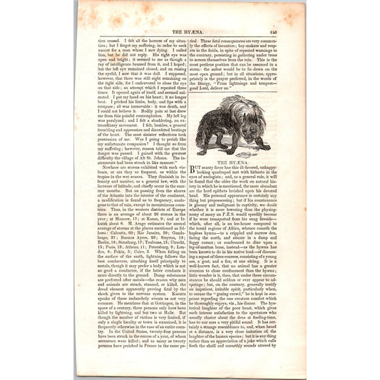 The Hyena Hyæna - 2 Pages 1854 Article I19