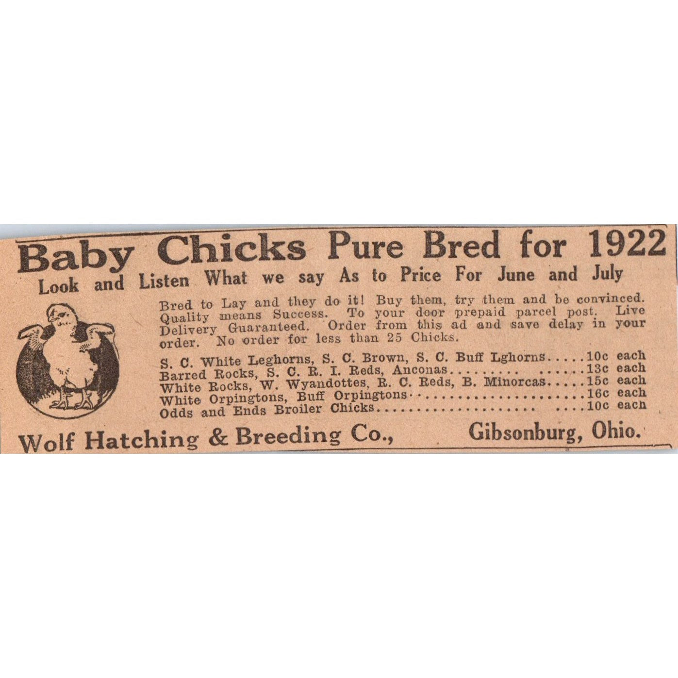 Wolf Hatching & Breeding Co Baby Chicks Gibsonburg OH 1922 Magazine Ad AF2-A5