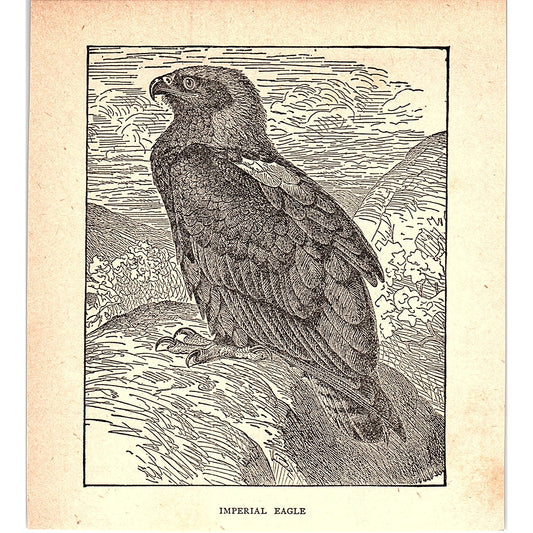 Imperial Eagle 1902 Engraving Plate AF4-H2