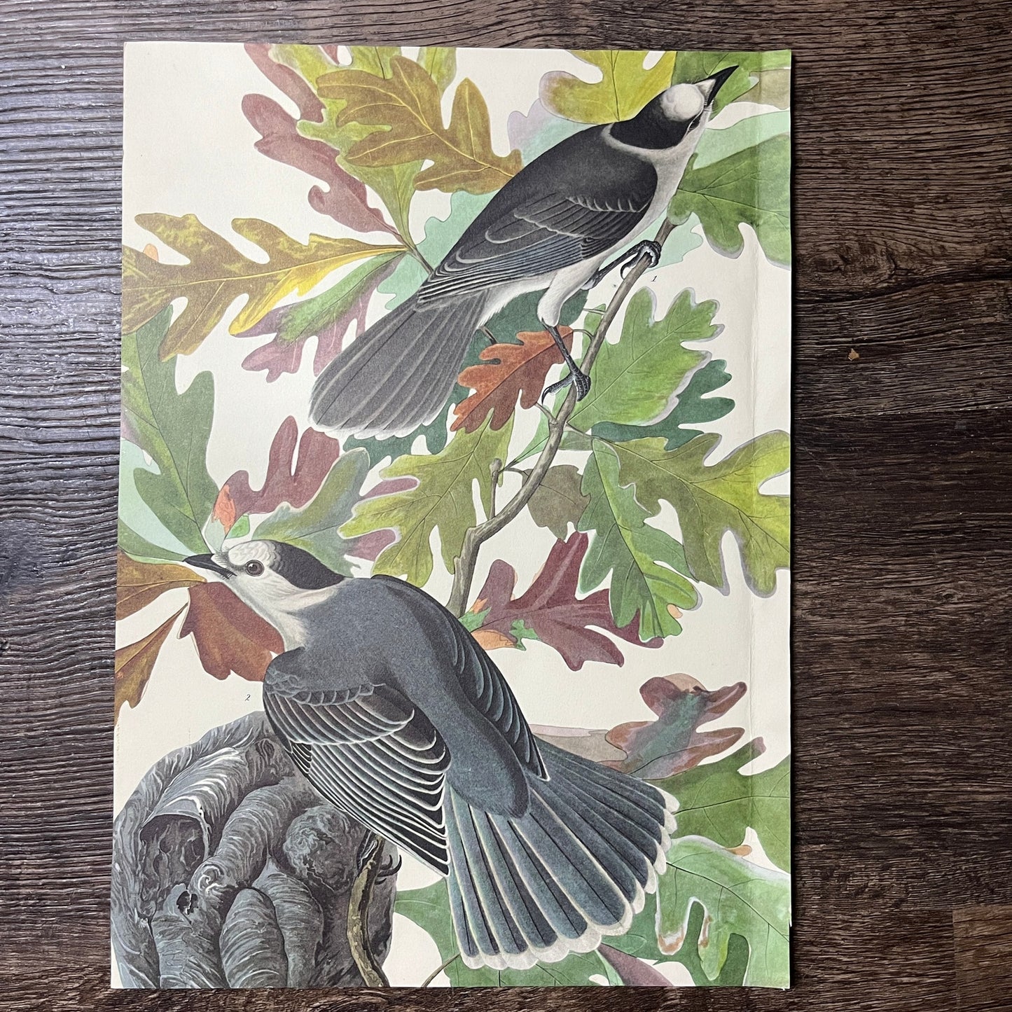 Vintage Canada Jay Art Print Lithograph Birds Oak Tree 9.5x14 V9