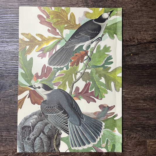 Vintage Canada Jay Art Print Lithograph Birds Oak Tree 9.5x14 V9
