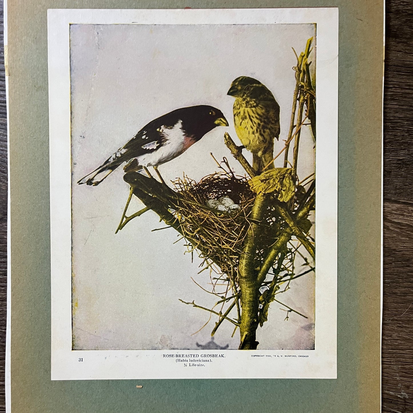 1900 Rose-Breasted Grosbeak Birds Photo Print 9x12 Vintage Art Print V3