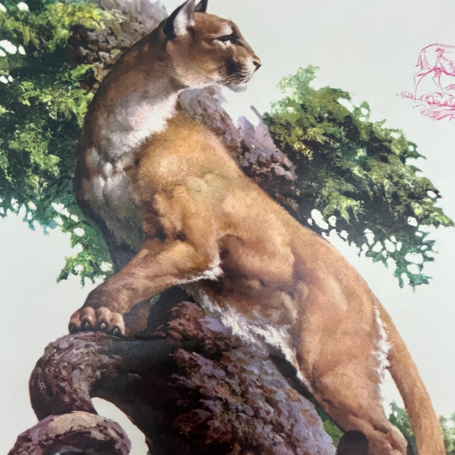 Mountain Lion - Fred Sweney 10x12.5" Art Print FL1