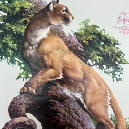 Mountain Lion - Fred Sweney 10x12.5" Art Print FL1