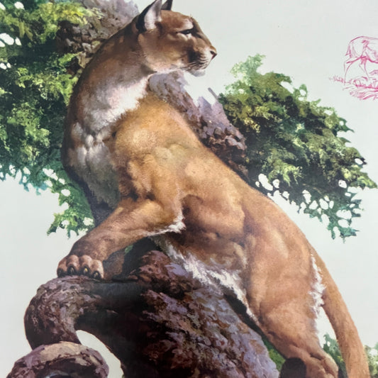Mountain Lion - Fred Sweney 10x12.5" Art Print FL1