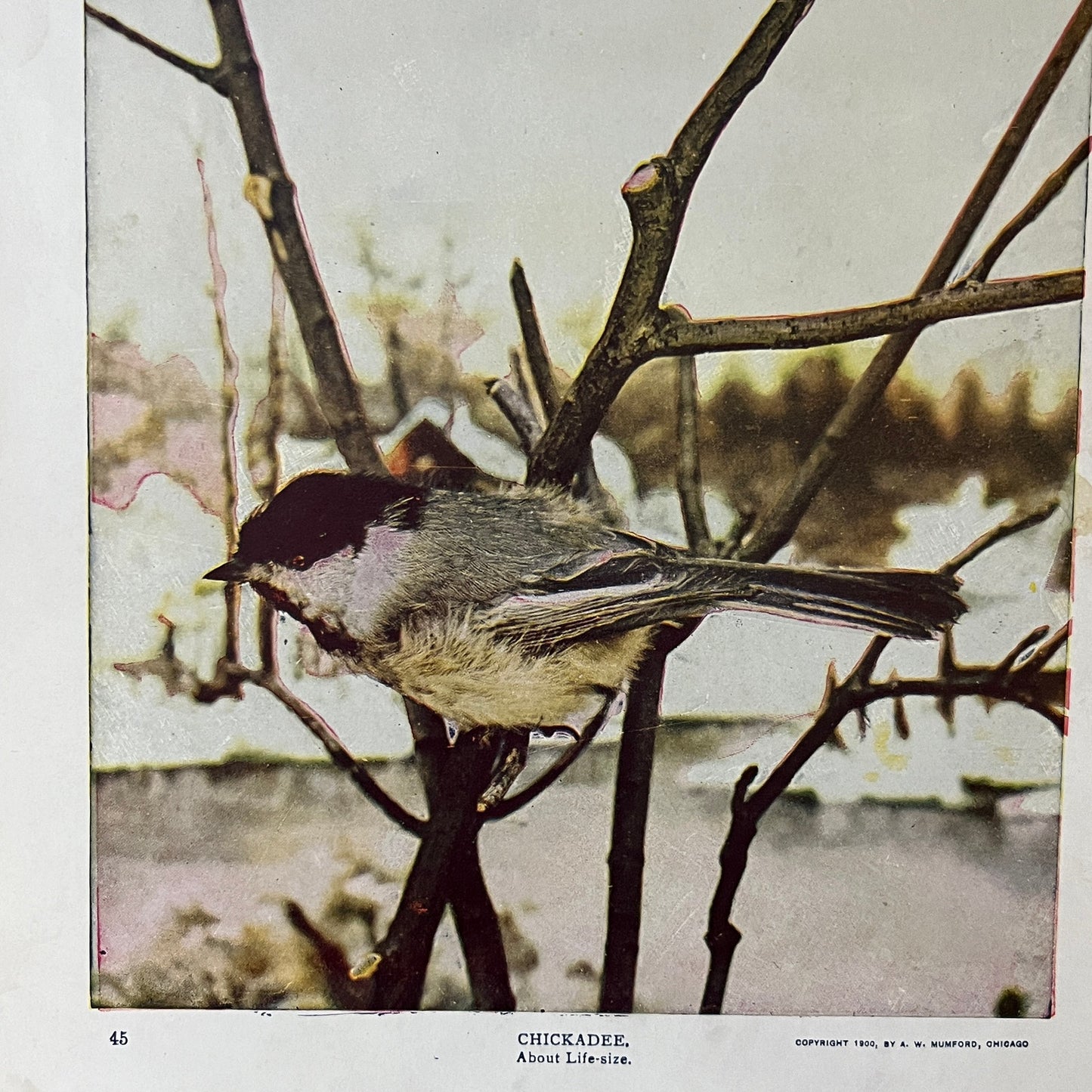 c1900 Original Chickadee Life-Size Audubon Print A.W. Mumford 9x12 Art Print V2