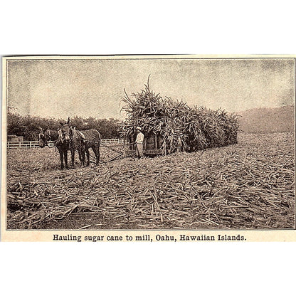 Hauling Sugar Cane to Mill Oahu Hawaiian Islands 3x4" 1901 Engraving AF6-M10