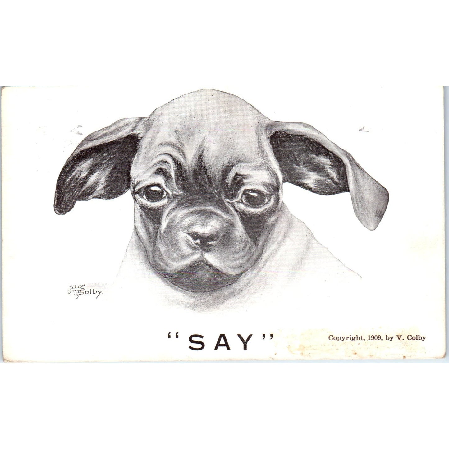 Pug Puppy Dog Say Vincent Colby Illustration 1909 Postcard PD2