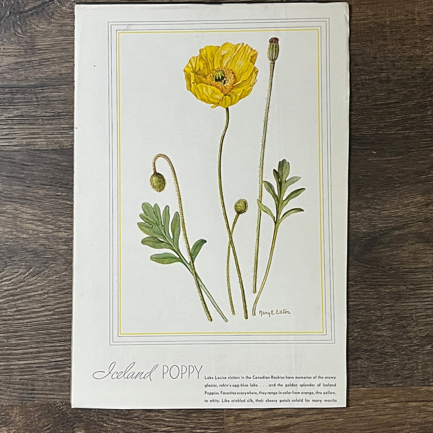 Vintage Iceland Poppy Mary E Eaton 8x11 Art Print V2