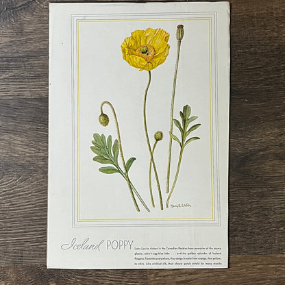 Vintage Iceland Poppy Mary E Eaton 8x11 Art Print V2