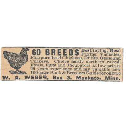 W.A. Weber Chickens Mankato Minnesota 1920 Ad AG2-S9