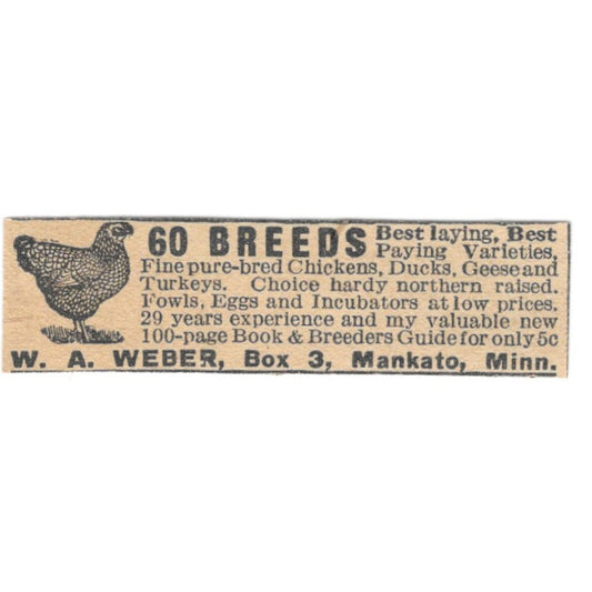 W.A. Weber Chickens Mankato Minnesota 1920 Ad AG2-S9