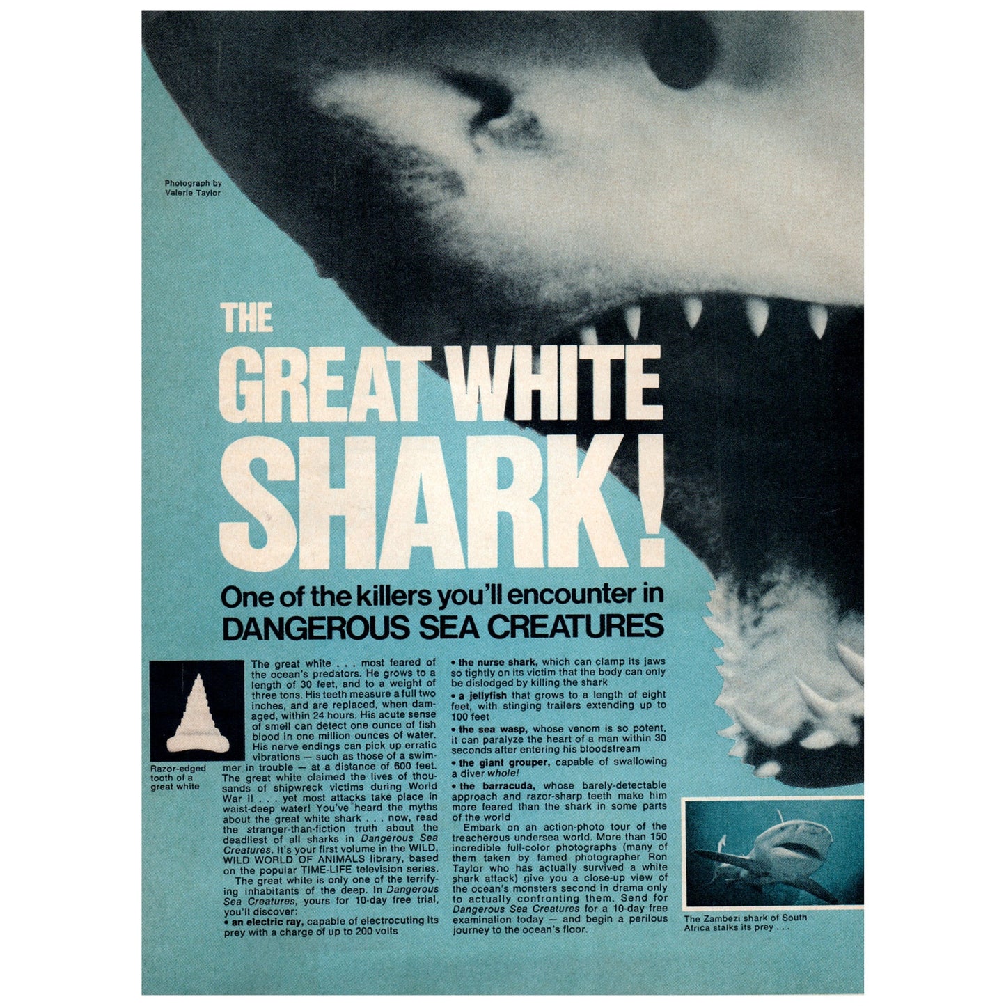 Shakespeare White Knight Antenna Style 430 Columbia SC 1977 Ad D25