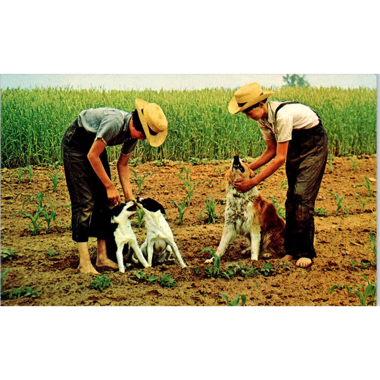 Amish Boys Playing With Their Pet Dogs Pennsylvania Dutch Country Postcard PD8