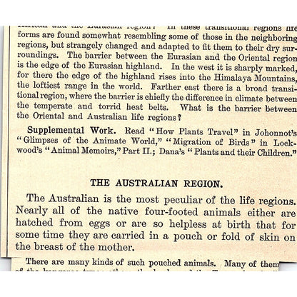 Animals of Australian Region Kangaroo Kiwi Echidna 3x4" 1901 Engraving AF6-M15