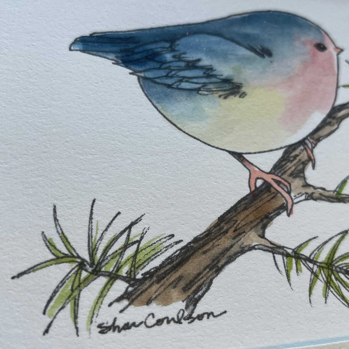 Chubby Blue Wren Bird 5x7 Matted Print Hand Watercolor, Signed Shar Coulson