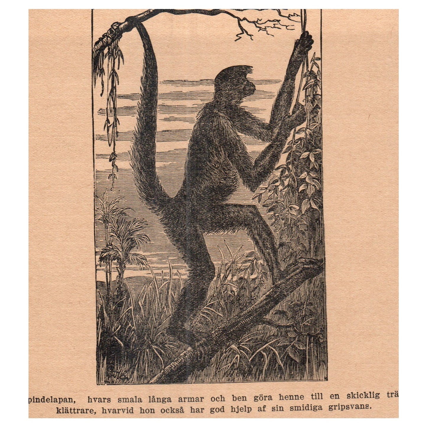 The Pinde Monkey Spider Monkey 1909 Swedish Engraving Print AF5-15