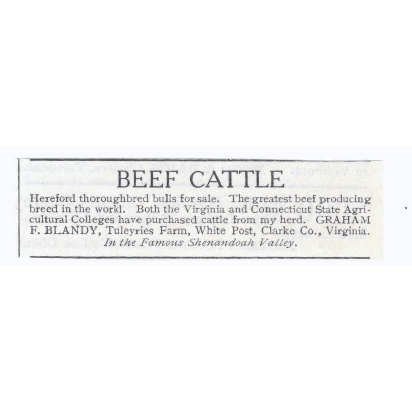 Beef Cattle F. Blandy Tuleyries Farm White Post VA 1913 Magazine Advert AE7-N8