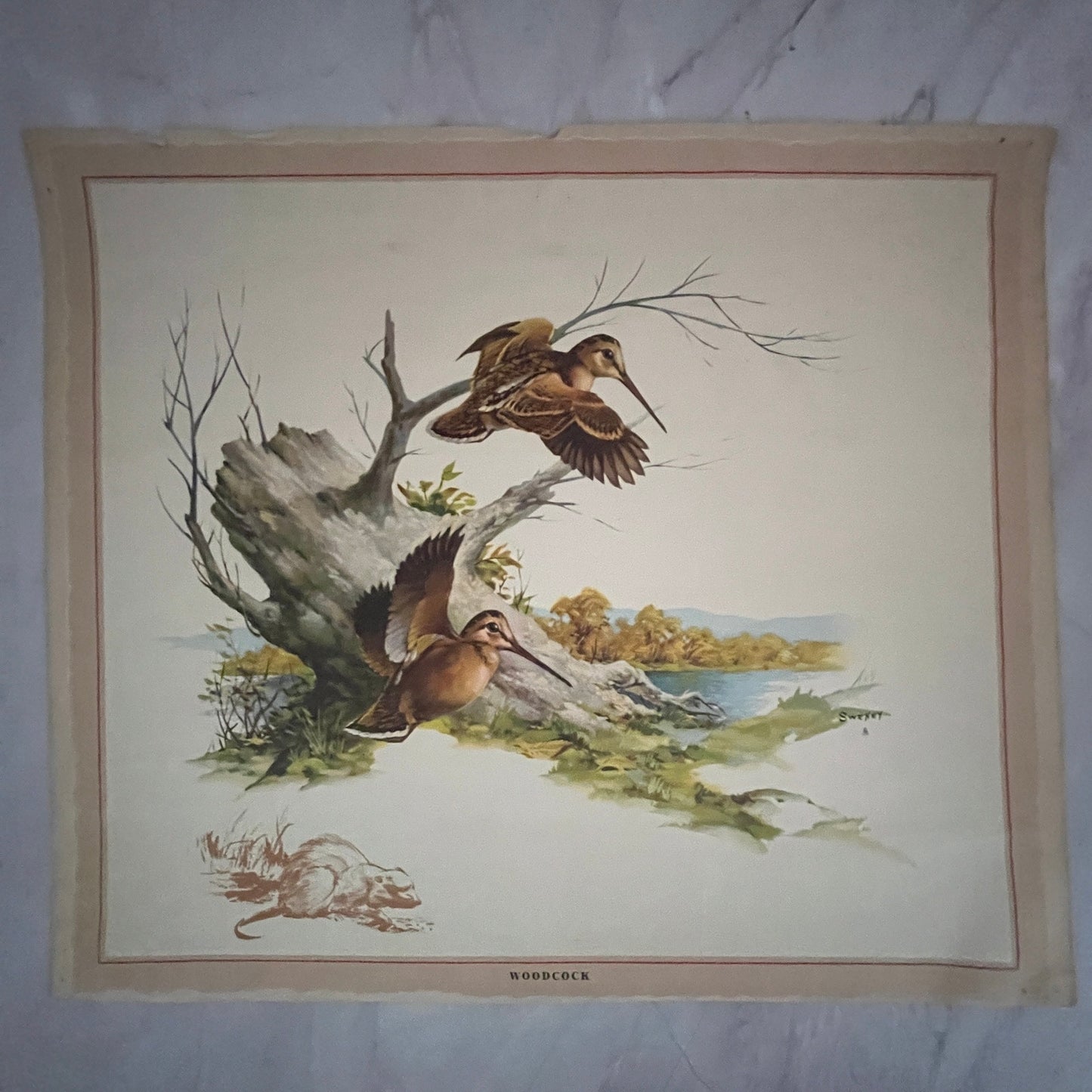 Woodcock - Sweney 14x16" Art Print FL1
