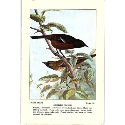 Orchard Oriole Bird 1901 Original Color Engraving Plate AF3-11