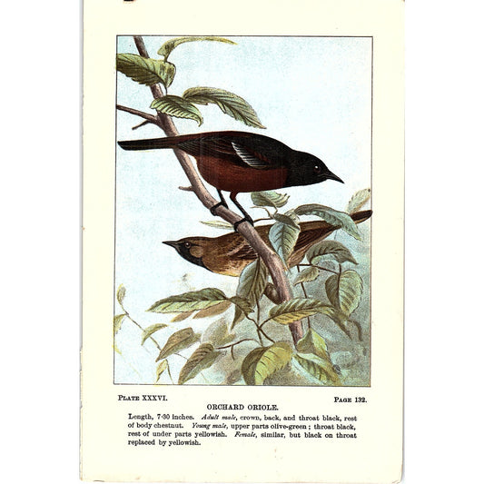 Orchard Oriole Bird 1901 Original Color Engraving Plate AF3-11